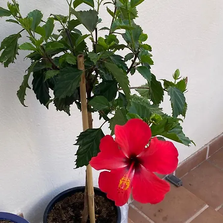 Mo Playa Blanca (Lanzarote)